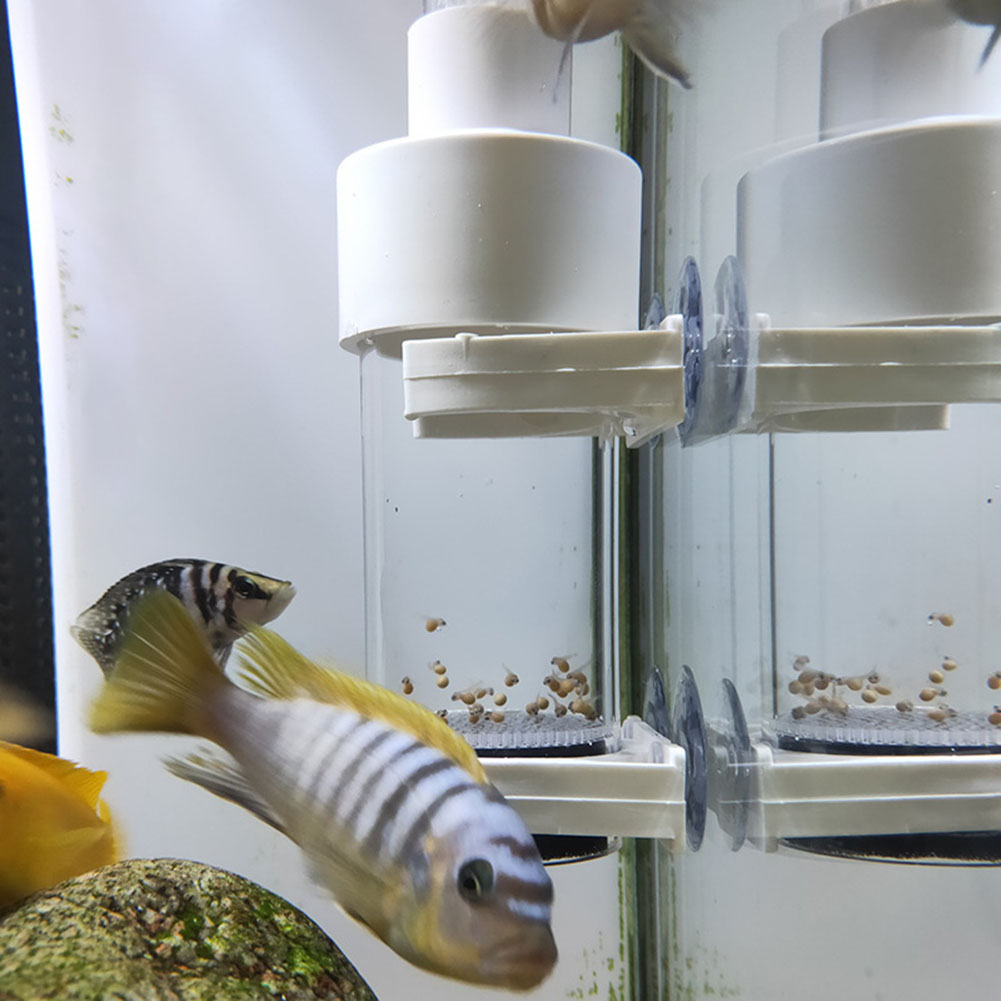 Marine Aquarium Kit - 40mm Aquarium Cichlids Hatchery Eggs Instead
