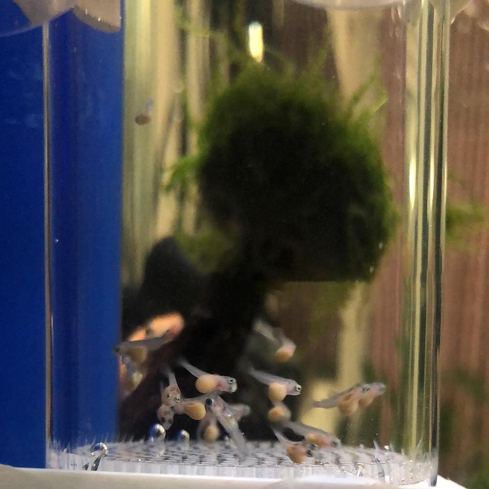 40mm Incubator Fish Hatchery E - đánh giá và giá Marine Aquarium Kit